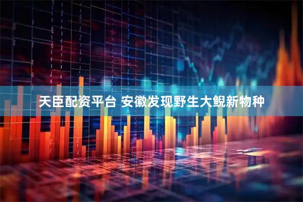 天臣配资平台 安徽发现野生大鲵新物种
